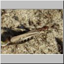 Chorthippus biguttulus - Nachtigall-Grashuepfer 06.jpg